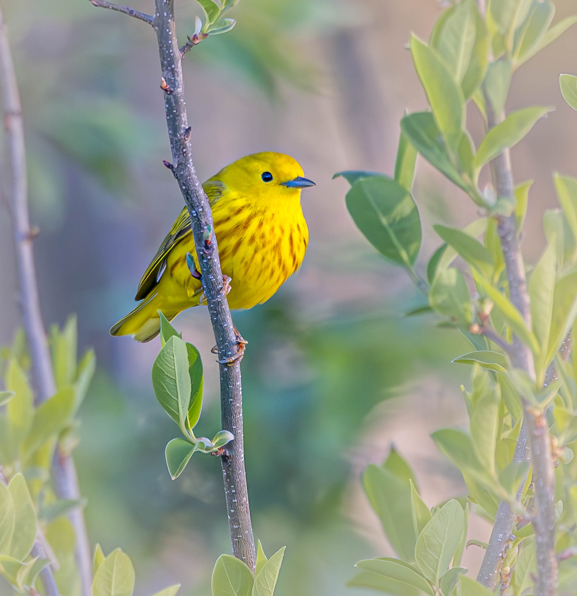 Yellow Warbler
