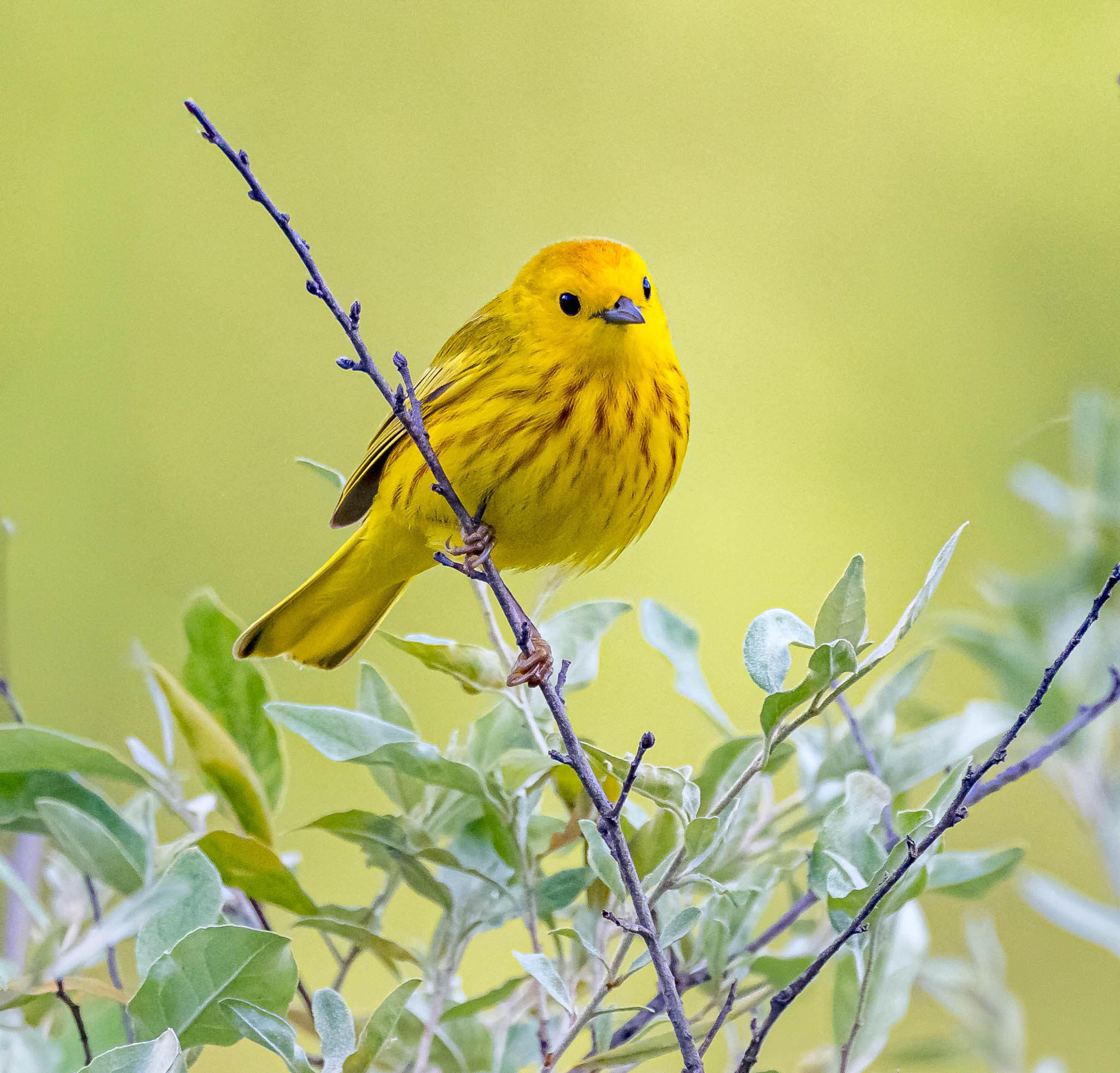 Yellow Warbler
