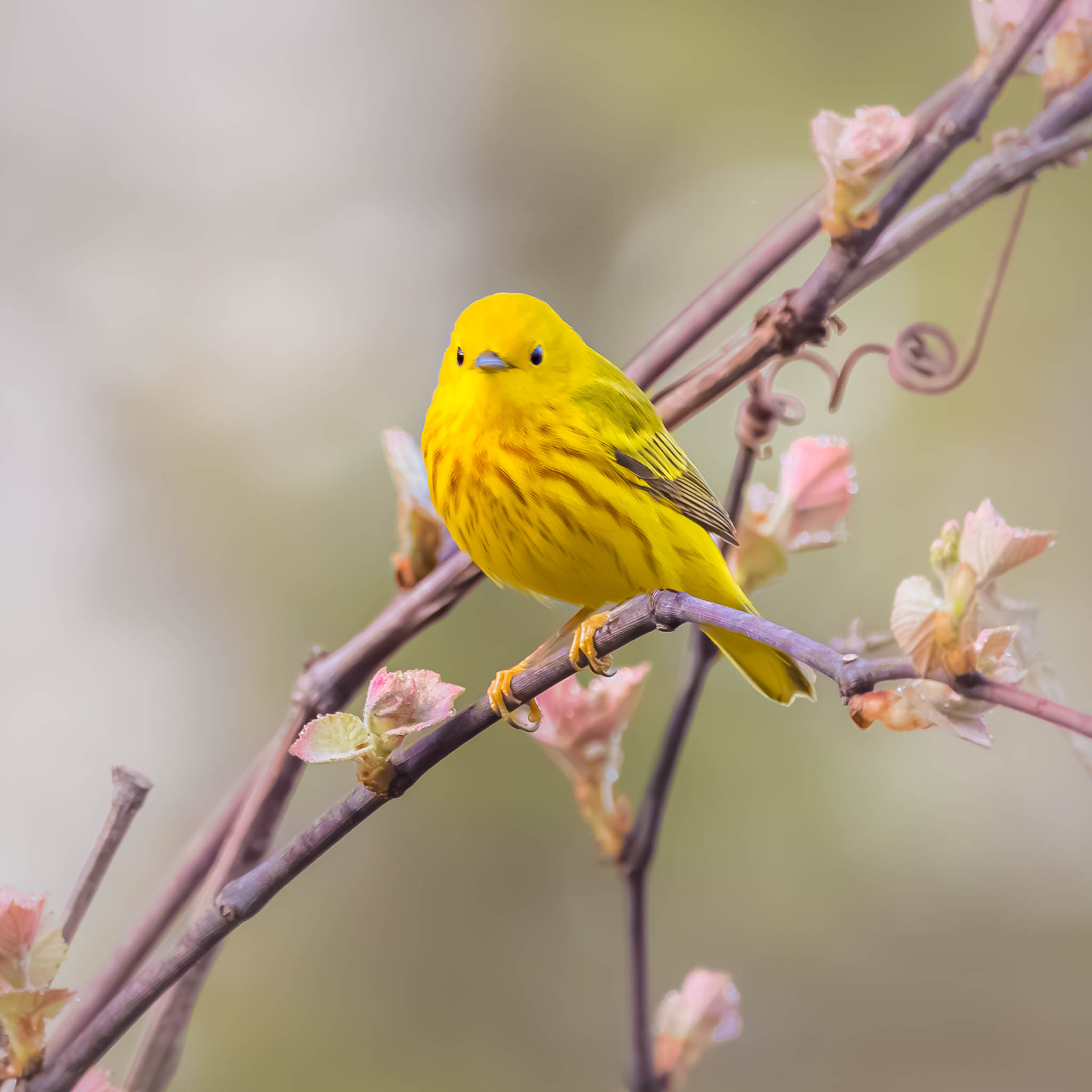 Yellow Warbler