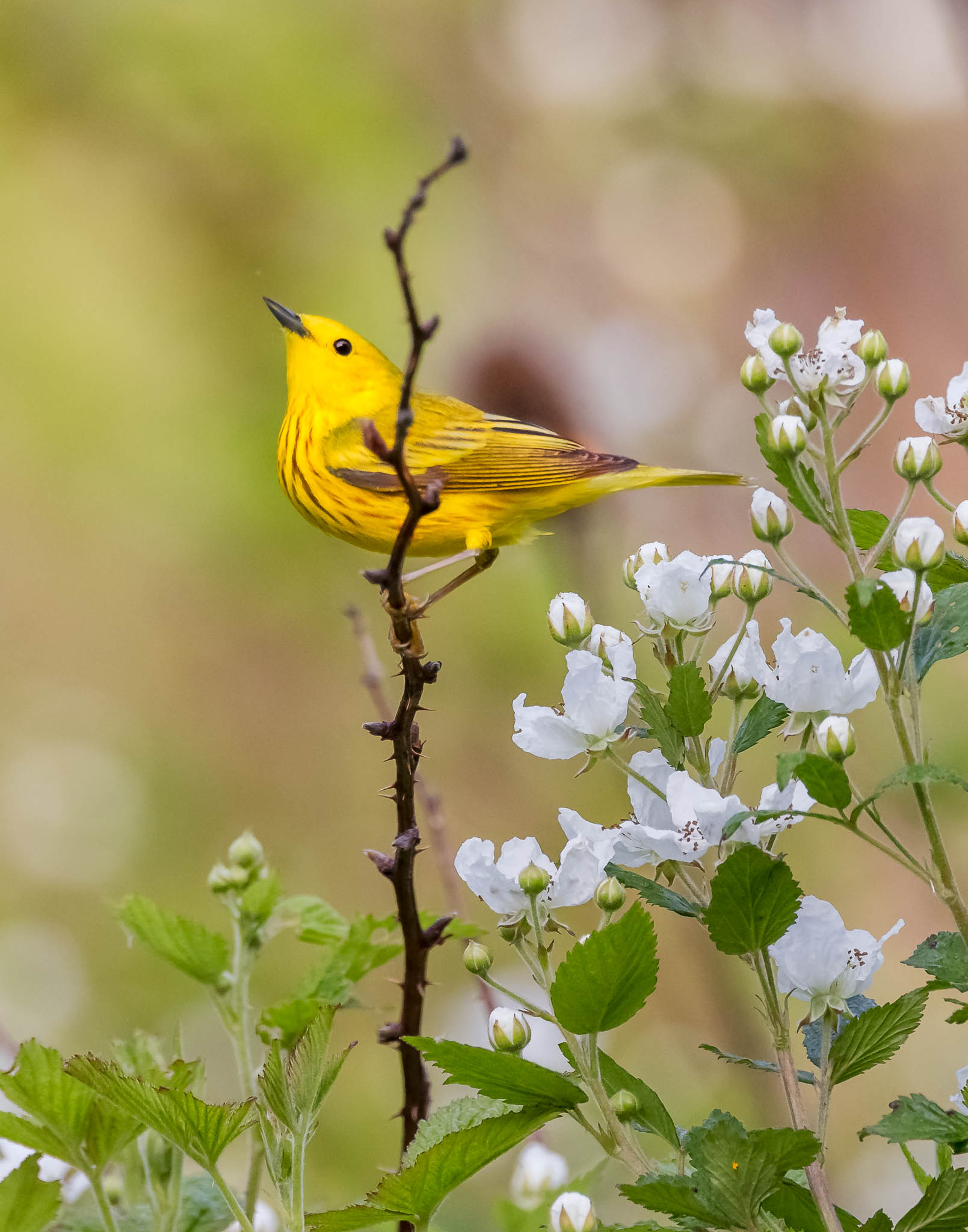 Yellow Warbler