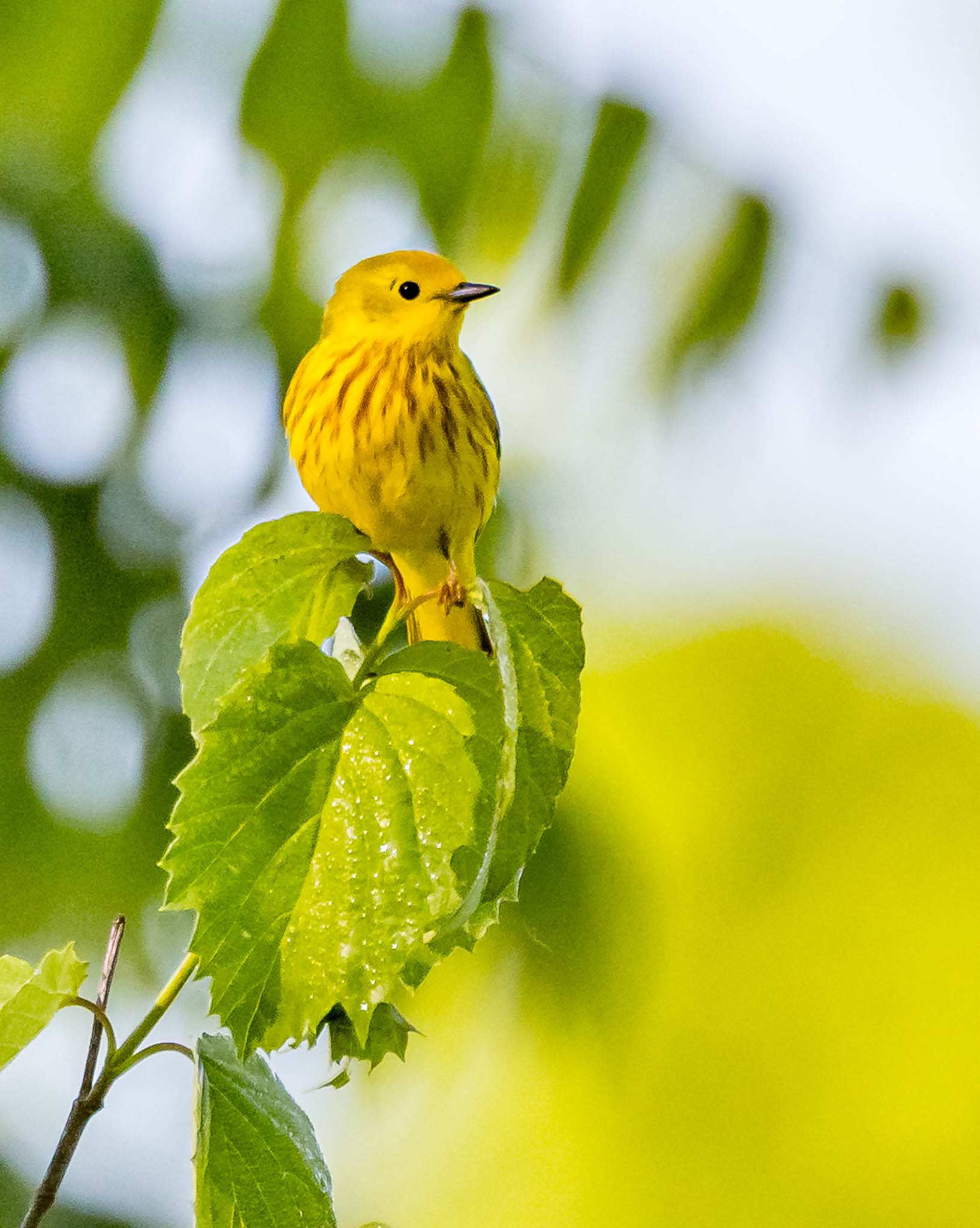 Yellow Warbler
