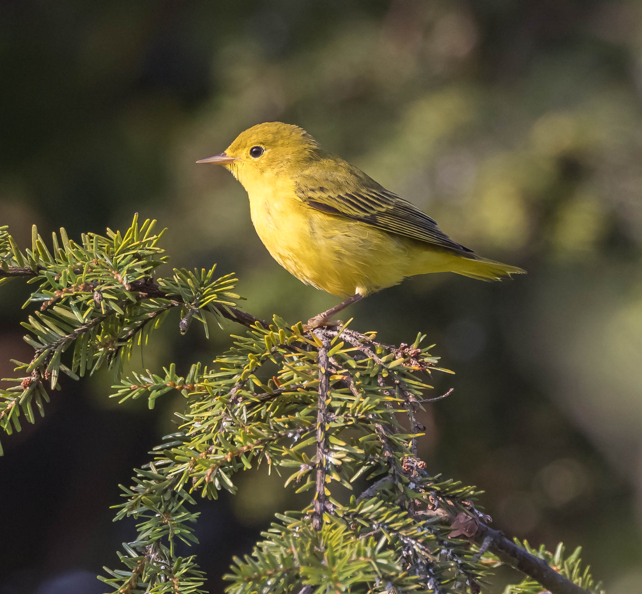 Yellow Warbler